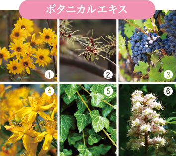 6種の植物